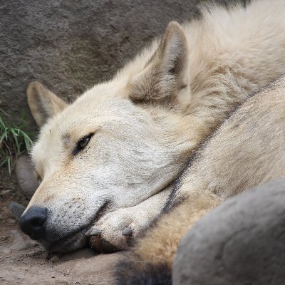 まっち On Twitter アマゾンのレビューで4章純愛説を解説する兄貴を発見して草噴火した