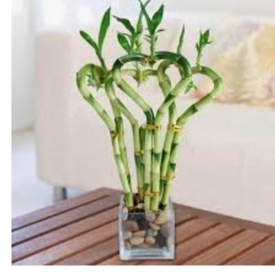 AlsaleemLamia's profile picture. moon