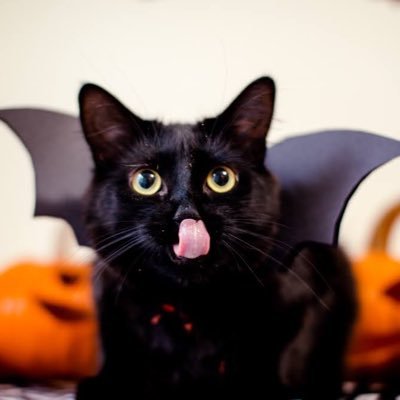 belangora's profile picture. Mom, editor, former journalist. 🇨🇦 Vaccinated. Anti-Trudeau.