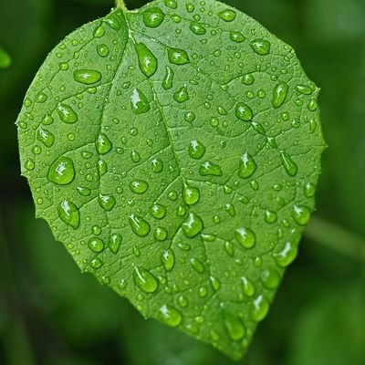 varischai2's profile picture. Notevaris