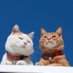 Everyone Loves Cat (@catstwts) Twitter profile photo Everyone Loves Cat (@catstwts) Twitter profile photo