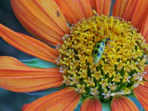 PlantaClaus's profile picture. I am Planta Claus