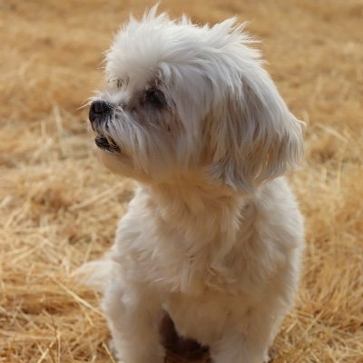sugariscancer's profile picture. 