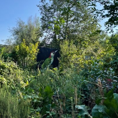 Community Forest Garden - Finsbury Park. Open Sunday & Tuesday 10-2 for volunteers , Wednesday 10-12 parent and toddler drop in Outdoor education and outreach.