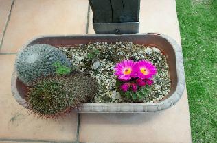 ikomasam's profile picture. ムーミン谷または、ペンギン村に住みたいと願う女。