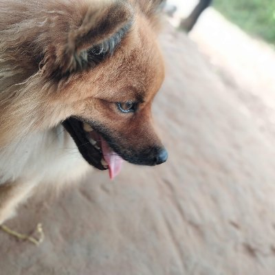 bindu_dog's profile picture. I am a good boi 😚 who love to play with my hooman. 🐶
#Dog_Life
My favorite food is potato and I am like a potato.🥔
U give a chance I will shower you wit love