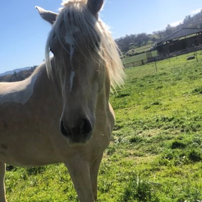 BarnGossipGirl's profile picture. 