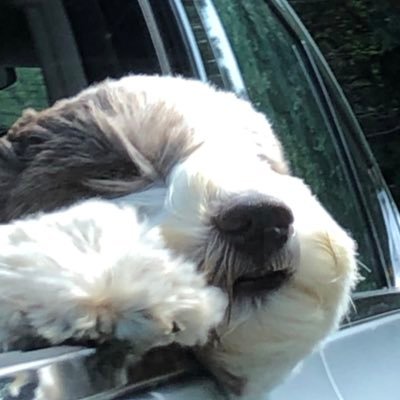 Hppeteers's profile picture. bcc 2024