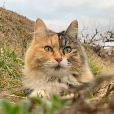 リトグリ専用垢⛅️看護学生の3年生☁️ガオラーさんフォロバ100％☁️無言フォローごめんなさい💦☁低浮上です。