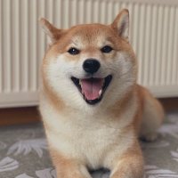 柴犬ハル (@shibaharu3014) 's Twitter Profile Photo 柴犬ハル (@shibaharu3014) 's Twitter Profile Photo