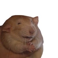 Greed (@itsgreedyy) 's Twitter Profile
