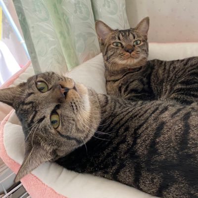 tsuki_neco22's profile picture. 2020.10.15誕の元野良猫キジトラ姉弟🐈猫メインの日常垢。画像の無断転載・利用禁止。最近はパンを捏ねている