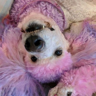 AndreaFahringer's profile picture. 