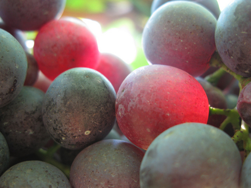 centralbtlwine's profile picture. 