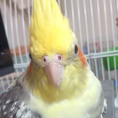 aomino0925's profile picture. 鳥/⚾️🐉#63.59.13/KT💜/KP/LotR/デジアド/その他。趣味垢。腐発言注意。無言フォロー失礼します💦