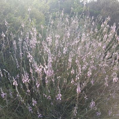 MeirAmit's profile picture. 