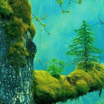 TreePlanterion's profile picture. 