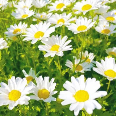 milk_sky037's profile picture. 