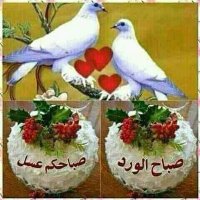ابو امين (@zrtfwqfyigtd6tt) 's Twitter Profile