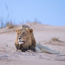 Study at Wild life photography
💯 follow back