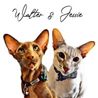 Walter.&.Jessie.Oriental 🐒🐯(@jolenehunter) 's Twitter Profile Photo