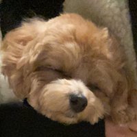 おいぬ (@tensai__dog) 's Twitter Profile