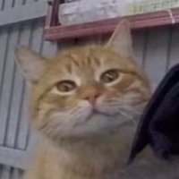 七七十二 (@aeuq4z3s7wbfyv7) 's Twitter Profile