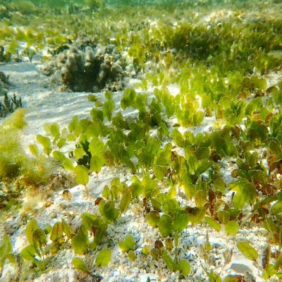 保护海草床，保护海洋环境