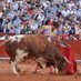 toros galache (@pacogalache) Twitter profile photo toros galache (@pacogalache) Twitter profile photo