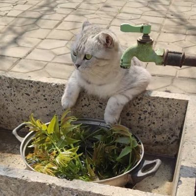 AILearning919's profile picture. 至暗時刻。甚念傷吾生 正宜委運去 縱浪大化中 不喜亦不懼 應盡便須盡 無復獨多慮