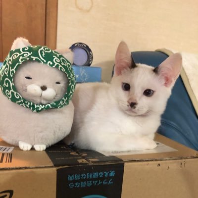 😆専業主婦が奇跡のご縁により起業し代表取締役🏡保護猫の琥珀🐈が家族になりました😆今では暴走ギャング化🐈😱TikTokに登場😅兄貴のレオ🐩妹のゆりあ🐕🦺YouTubeにチャレンジしたい😻#相互フォロー#拡散希望#猫好き#犬好き#トイプードル#ミニチュアシュナウザー