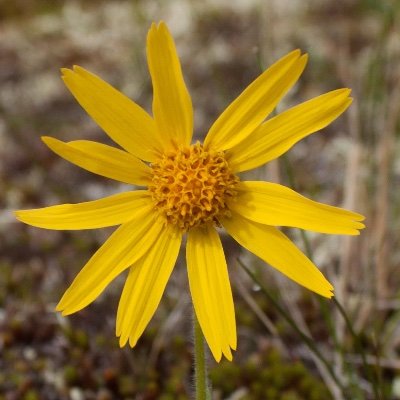 Ecologist. Studying the impact of global change on biodiversity, species interactions and ecosystem functioning @geobiodiversity. All views my own.