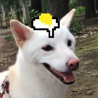 白柴犬　こうめ　3歳 (@koume_white) Twitter profile photo