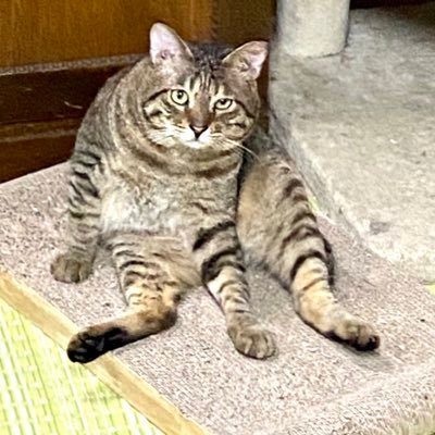 多頭飼育からレスキューされた猫と(=^x^=) お外猫の預かりボラとして保護をしています。ずっと家族として迎えてくれる方をペットのおうちにて募集してます！見学希望の方はいつでもご連絡下さい ⁽⁽ଘ( ˊᵕˋ )ଓ⁾⁾どうぞよろしくお願い申し上げます。