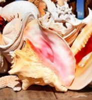 Shell_World's profile picture. The Florida Keys most popular shopping destination featuring island home decor, marine curios, nautical accents, jewelry and more! Family owned since 1972