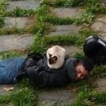 kucingberkuasa's profile picture. been getting less active nowadays 🥲 still heavy spam rt