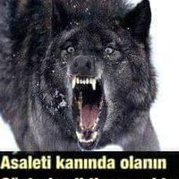 göksel engin (@engingksel) 's Twitter Profile