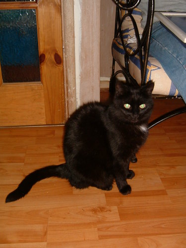 HazelhurstCats's profile picture. We are a family run cattery in Leicester, UK offering a highly personal and caring service to cats who are treated like one of the family!