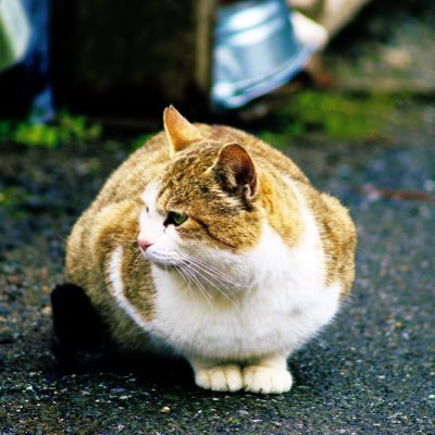 MTSTLab 10th 静岡在住 犬派猫派は猫派だがポメラニアンは好き。