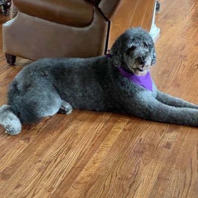 adamshea3's profile picture. White Sox🇨🇮Cleveland Browns🇵🇱GoBlue〽️