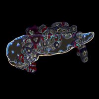 Lomberk Lab (@lomberklab) 's Twitter Profile