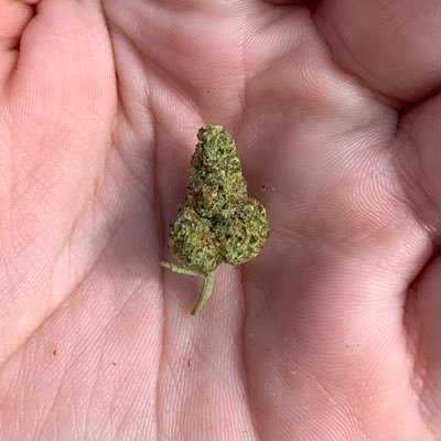 Penis Nug