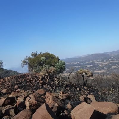 MaphiaMbayo1's profile picture. "The reward of hardworking is more work.!"