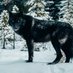 wildwolf6979 (@wildwolf6979) Twitter profile photo wildwolf6979 (@wildwolf6979) Twitter profile photo
