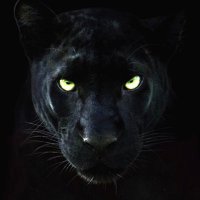 Ieyasu (💎,💎) (@1sat1c) 's Twitter Profile Photo