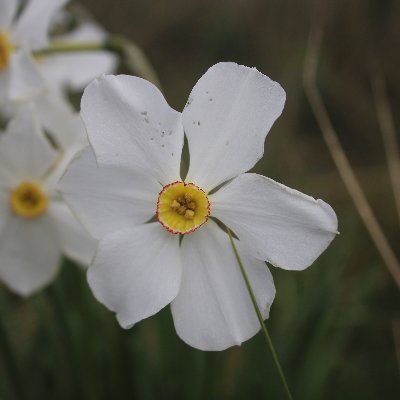 A colloborative project between schools and scientists funded by @royalsociety #partnershipgrants to decode the genetics of daffodils