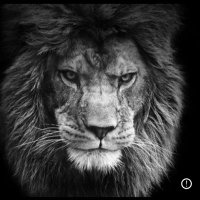 Aaron Lemon-Warren (@arod_savage) 's Twitter Profile