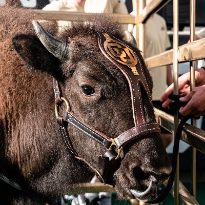 MonstrousJoe's profile picture. CU Alum | Always backing Buffs fast, smart, disciplined & with character.