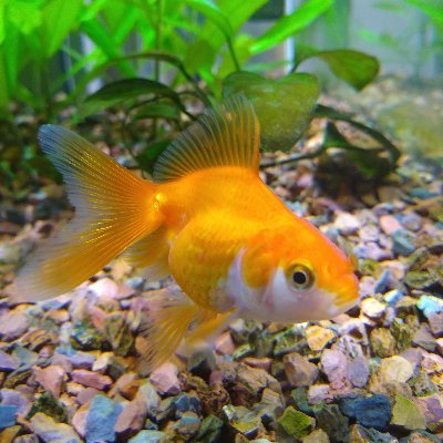 金魚のヒレさんのプロフィール画像
