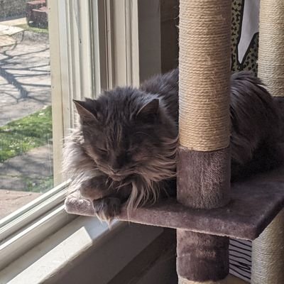 trfc_lite_fan's profile picture. hi there // 🍞🌹 // protect trans kids